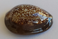 Cypraea caputophidii 2)  (F. A. Schilder, 1927)